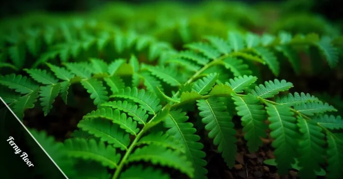 Dense ferny floor in forest with overlapping green fern fronds and filtered sunlight creating natural woodland ground cover