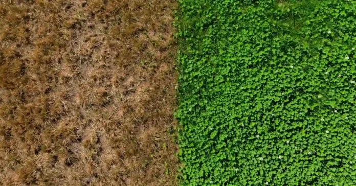 Close-up of microclover blending with green grass on a healthy drought-resistant lawn.