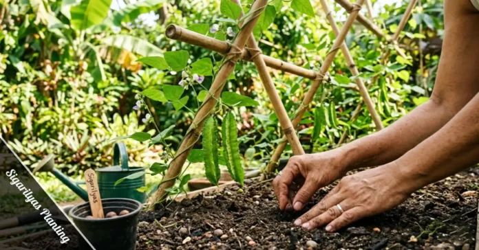Sigarilyas planting — hands pressing winged bean seeds into moist garden soil near a bamboo trellis