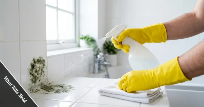 Person in gloves spraying a bleach solution on black mold growing on a white bathroom wall to kill and remove it