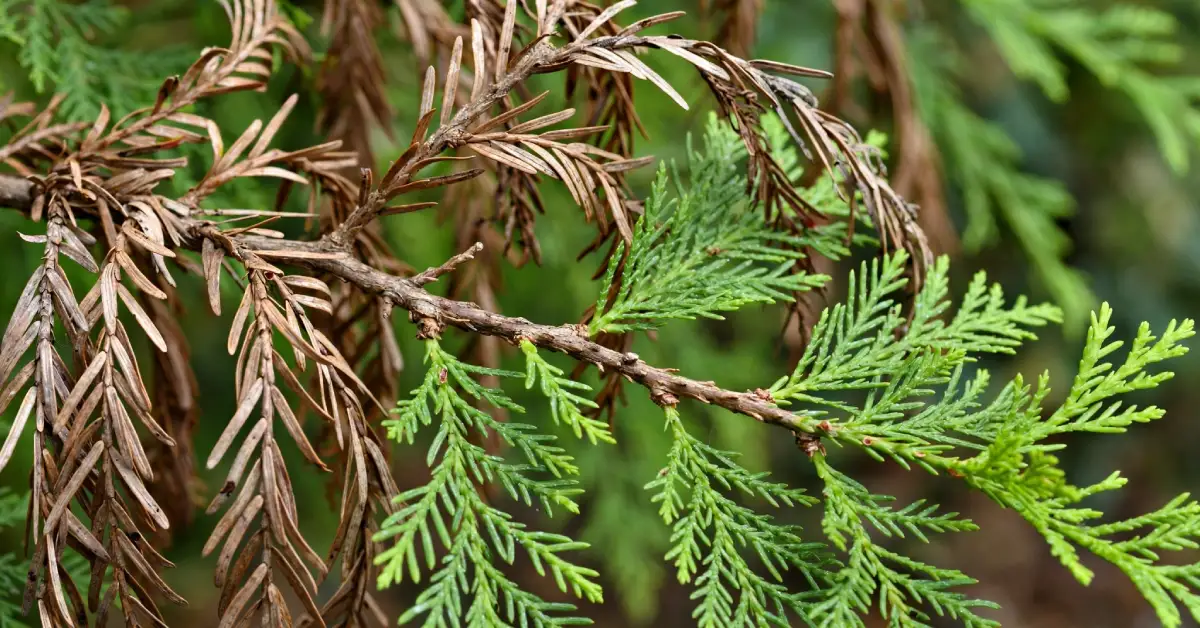 Cypress branch showing brown dieback next to healthy green foliage