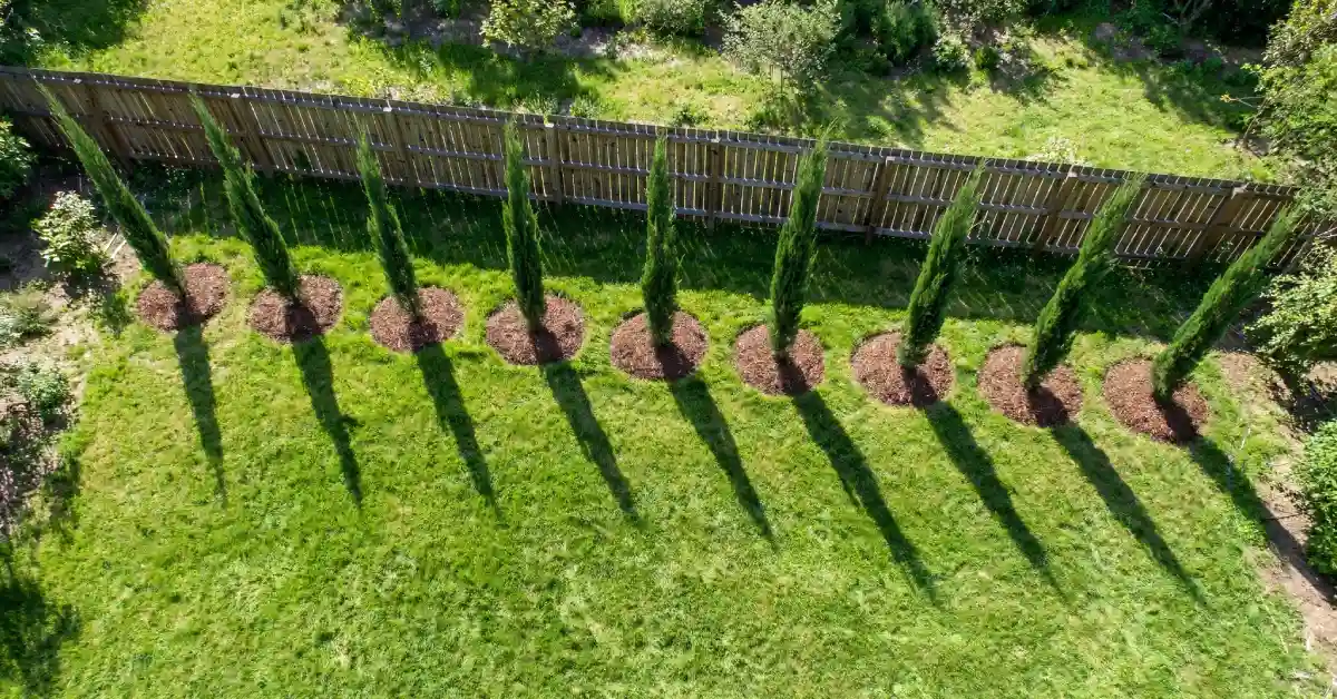 Evenly spaced row of young cypress trees planted along a fence line