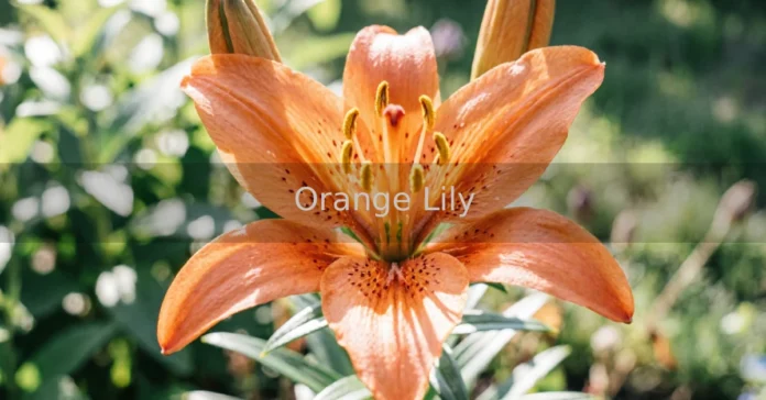 Orange Lily flower blooming in a sunny garden border