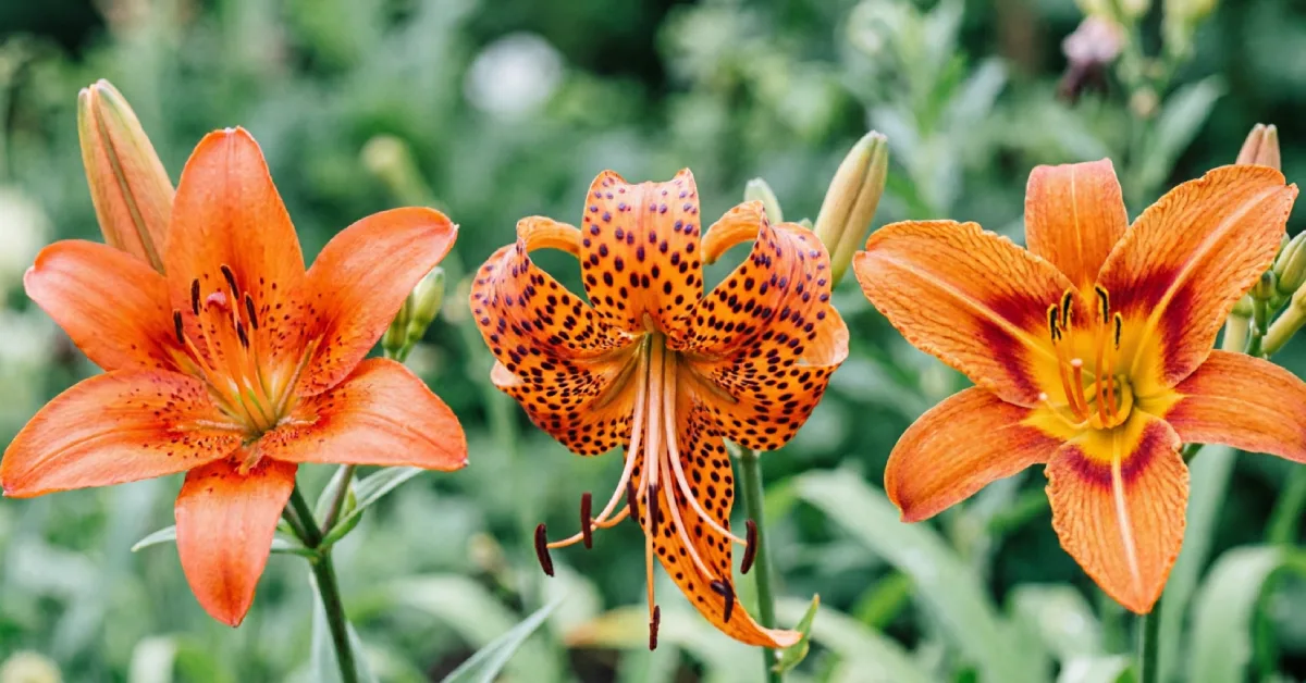 Orange Lily next to tiger lily and orange daylily for comparison