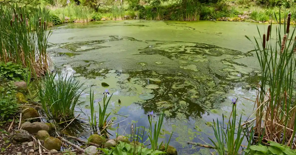 Garden pond showing a green algae bloom on the water surface