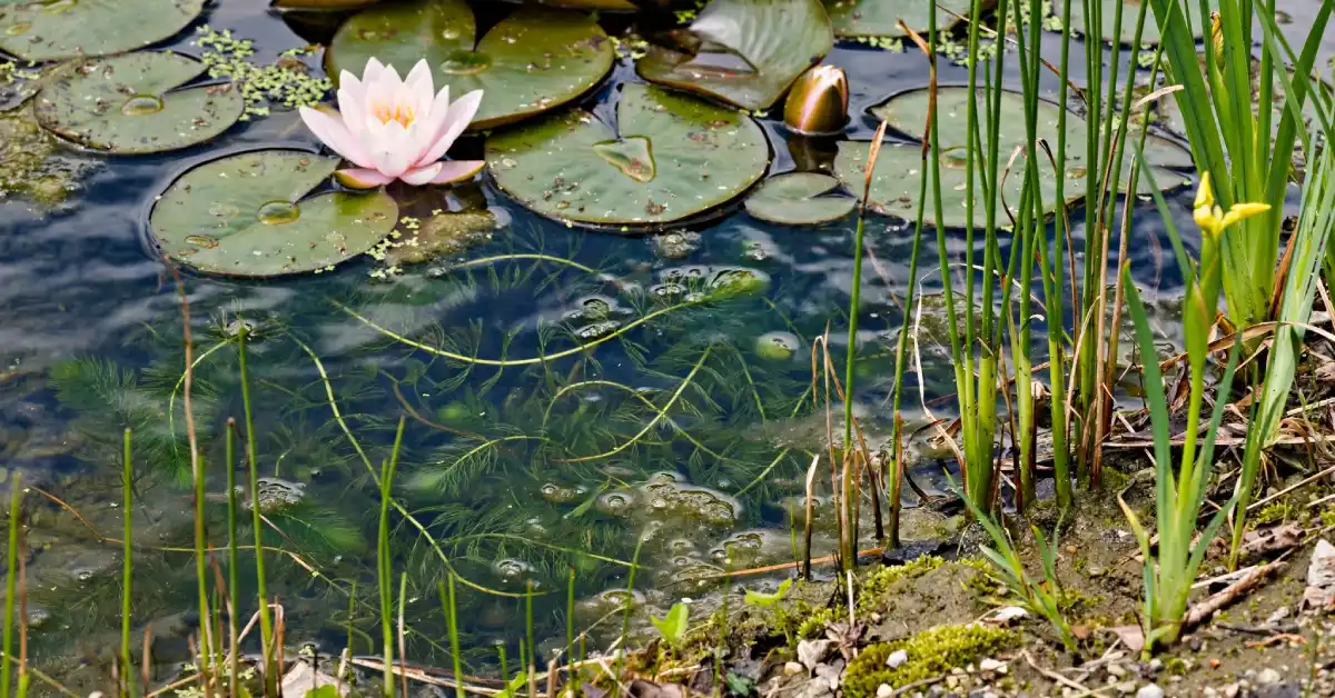 Mix of water lilies, marginal plants, and submerged oxygenators in a pond