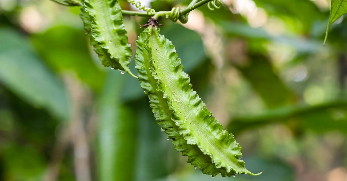 Sigarilyas plant pods showing the ruffled four-winged shape on the vine