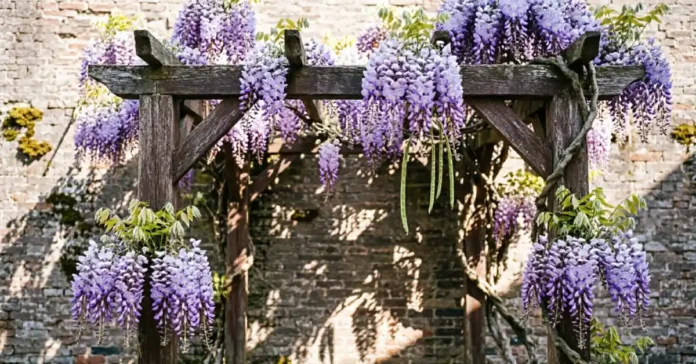 Wisteria trellis covered in purple hanging flowers